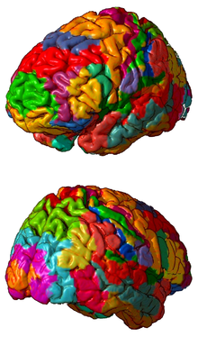 Áreas cerebrales