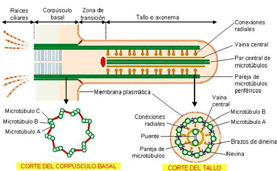 Estructura de cilios y flagelos
