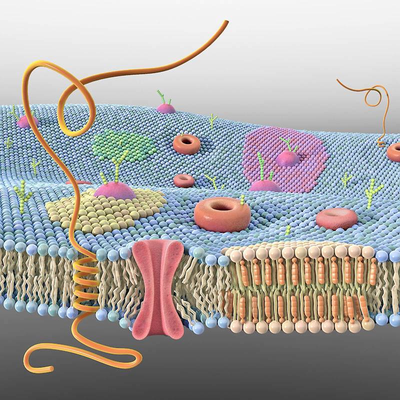 Membrana plasmática 3D