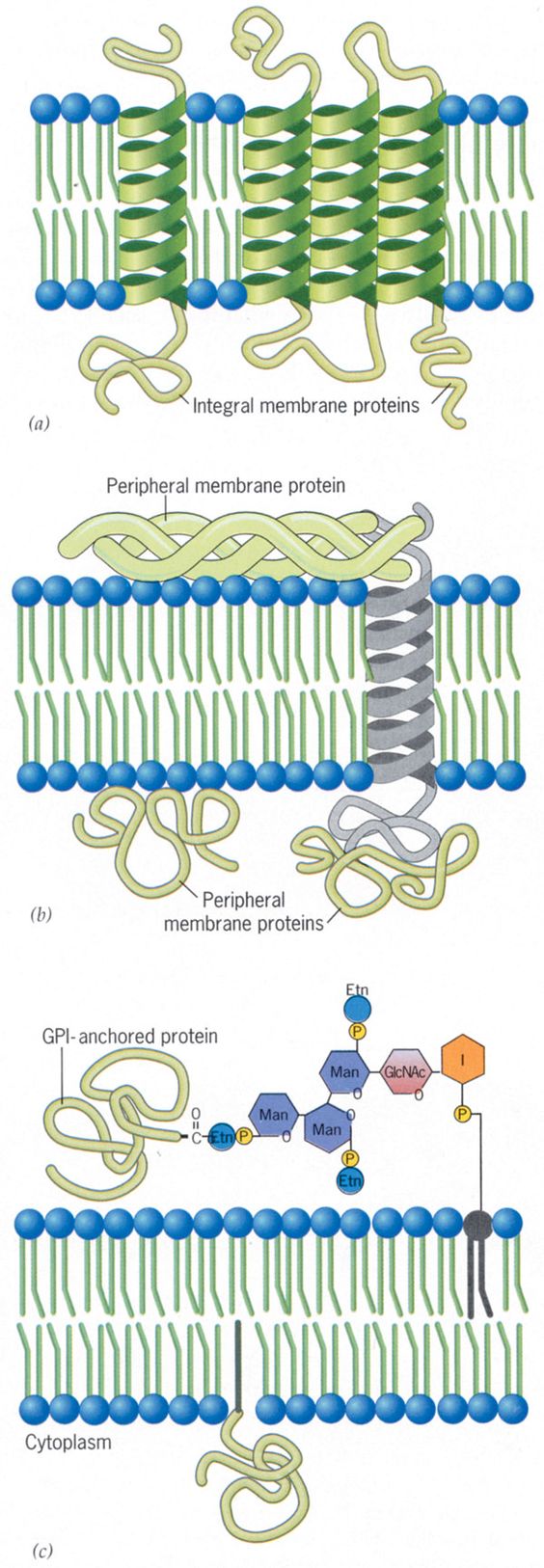 Tipos de proteínas de membrana