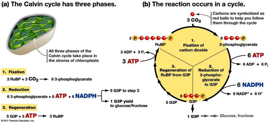 Ciclo de Calvin