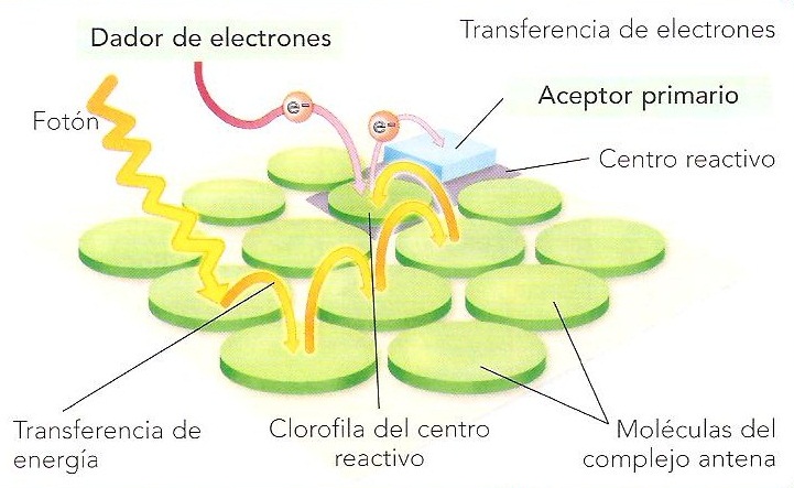 Complejo antena del fotosistema