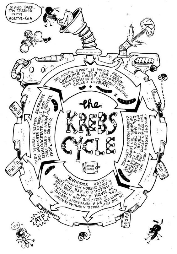 Ciclo de Krebs Ciclo de Krebs