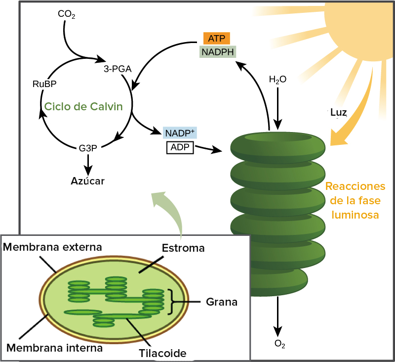 Cloroplasto y fases de la fotosíntesis