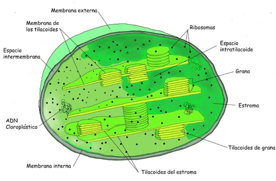 Estructura del cloroplasto