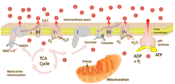 Fosforilación oxidativa