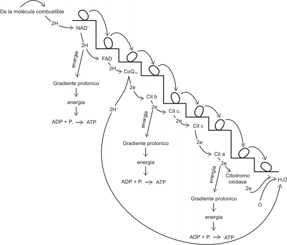 Caída energética de la cadena transportadora de electrones