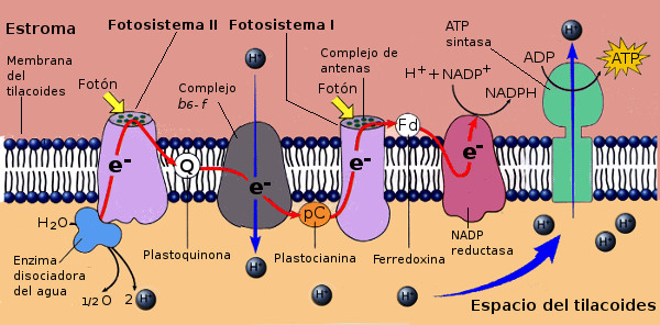 Fotofosforilación acíclica