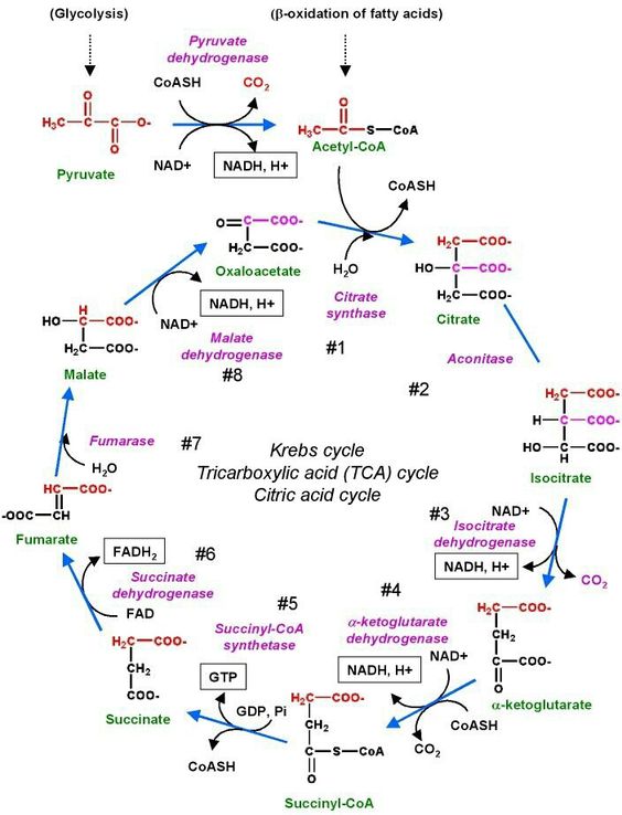 Ciclo de Krebs completo