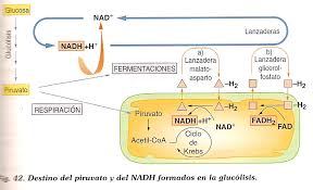 Lanzaderas de NADH Lanzaderas de NADH