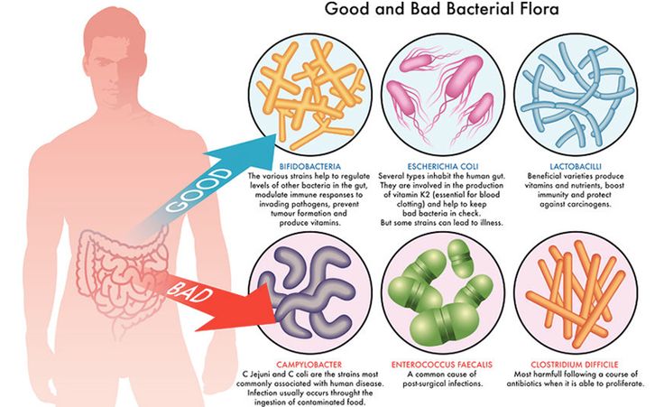 Puede ser calculado cuero Aprendiz Lección 14.3: Microbiología aplicada y médica – BIOLOCUS