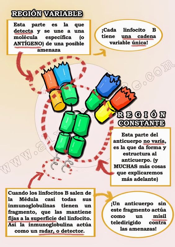 Partes de la inmunoglobina