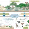 ACTIVIDAD 2: CONOCIENDO LA PARTE VIVA DEL ECOSISTEMA