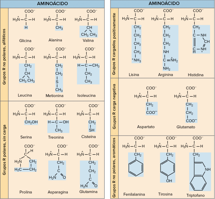 Clasificación de los aminoácidos