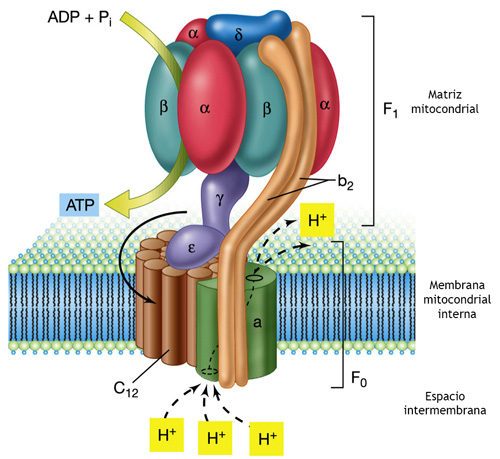 ATP sintetasa