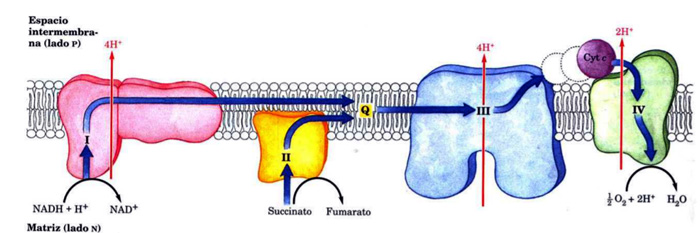 Cadena transportadora de electrones